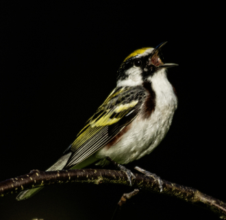 Bird perched on branch calling out