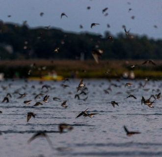 Tree swallow migration and murmuration on the lower CT River