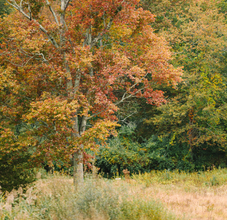 Autumn Stroll 