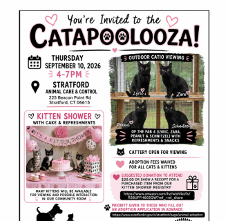 CATAPOOLOOZA