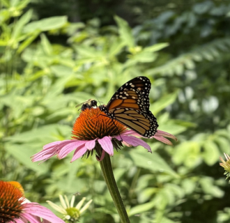 Butterfly perched on flower