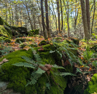 Moss and fern covered boulders