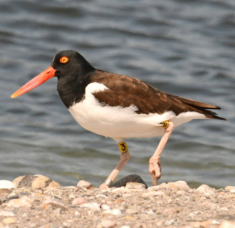 Bird walking along shoreline