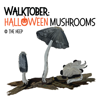 illustration of mushrooms