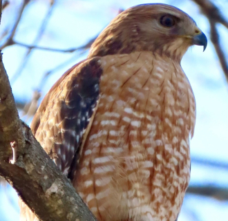 Hawk perched on a branch.