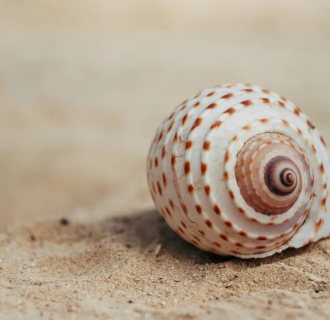 sand with a sea shell