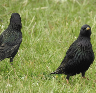 Birds walking in grass