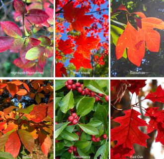 Guided Kayaking to See the Fall Foliage with Wanderlust Ecotours All Equipment Included