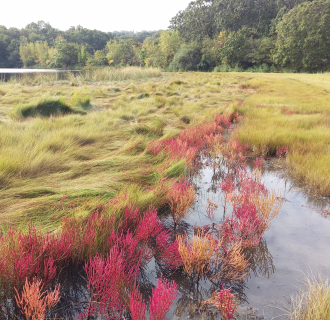 Mamacoke Island marsh with pink and orange salt marsh plants beside a pond.