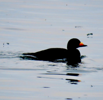 Duck swimming
