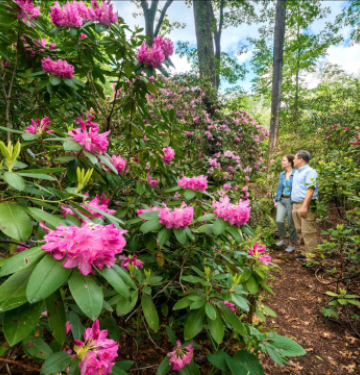 Two people looking at bright flowers at the Bartlett Arboretum in Stamford, CT