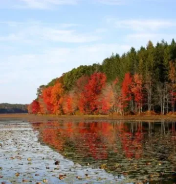 Colorful trees along pond