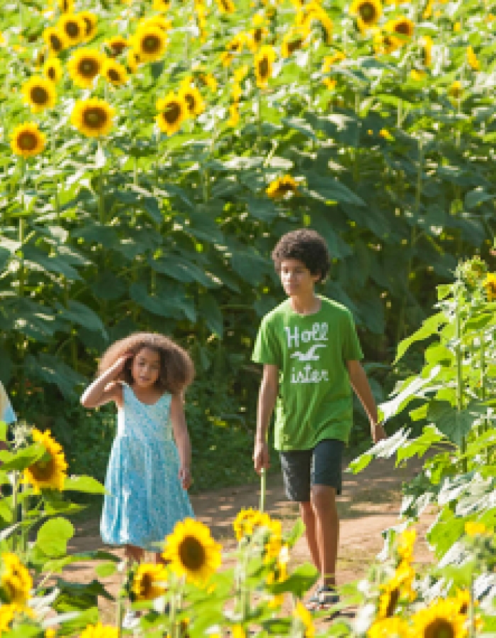 Flowers & Gardens | CTvisit