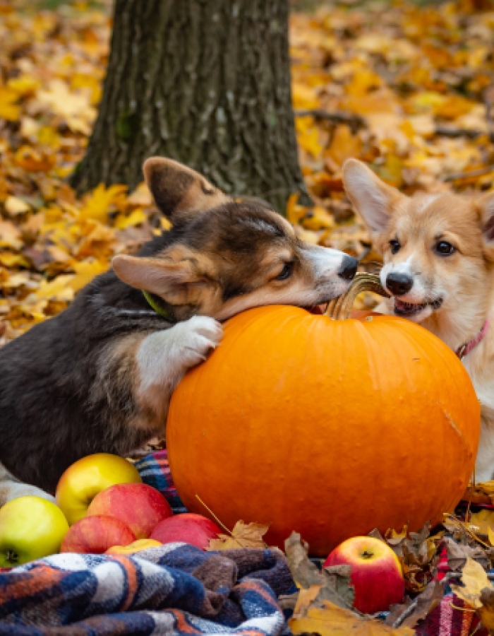 13 Fall Activities to Do With Your Dog