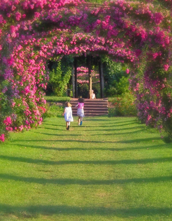 Rose Garden - Elizabeth Park