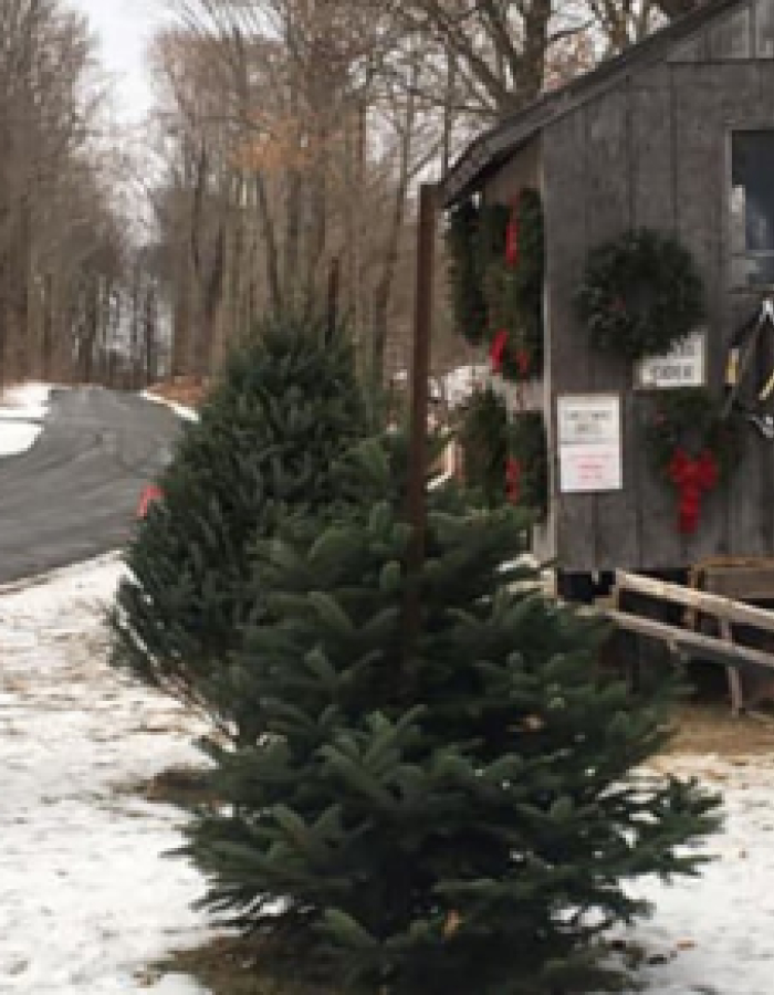 Christmas tree lot with green fir trees and a wooden shed decorated with wreaths