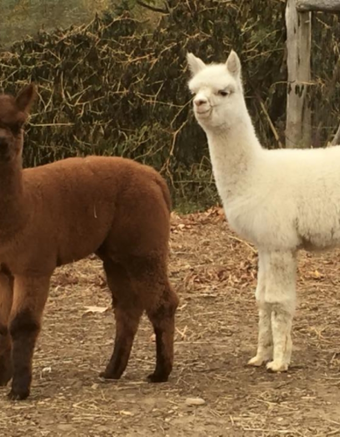 Bethlehem farm store sells Alpaca fleece