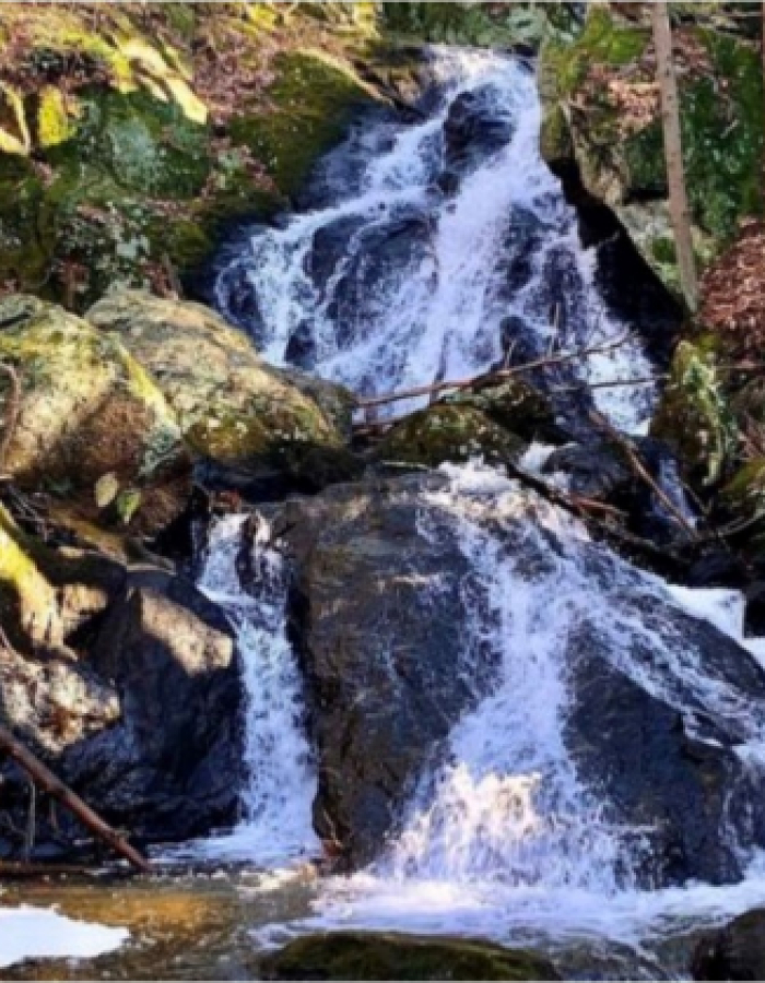 Waterfall cascading over moss-covered rocks in a forested area