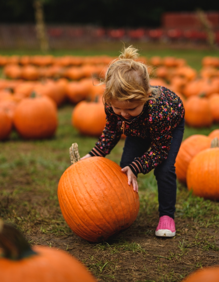 bishops orchard pumpkin