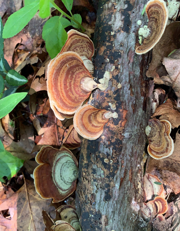 A cluster of oyster mushrooms grow on a fallen tree branch.