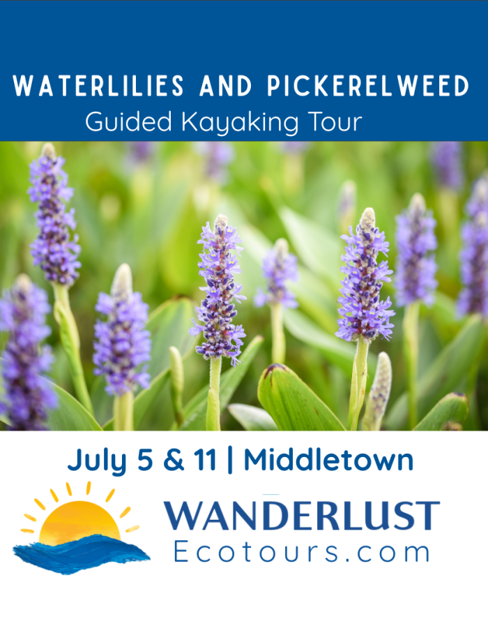 Guided Kayaking: Waterlilies and Pickerelweed