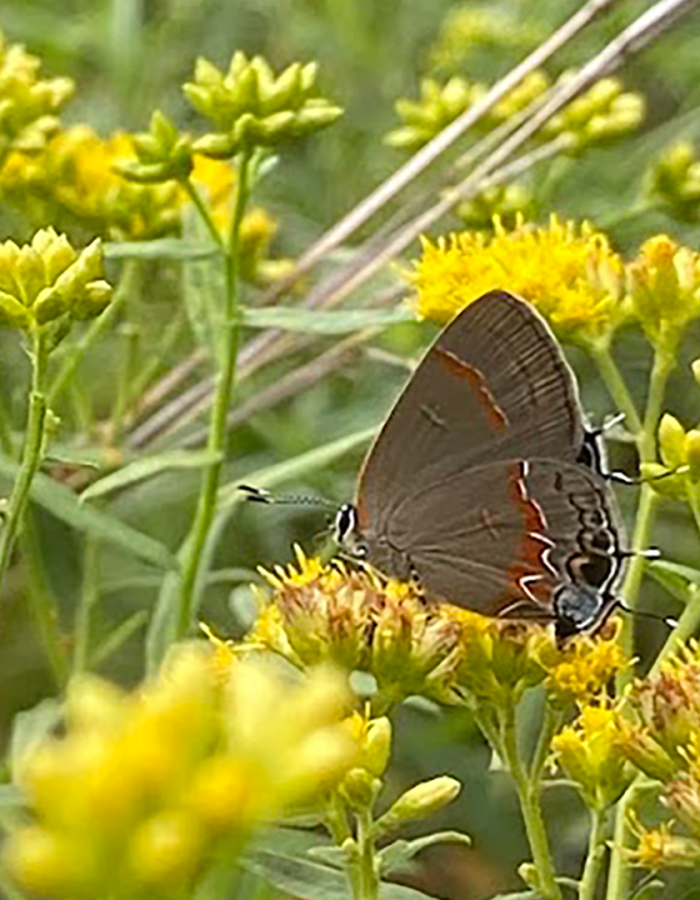 Butterfly Pollinating A Flower