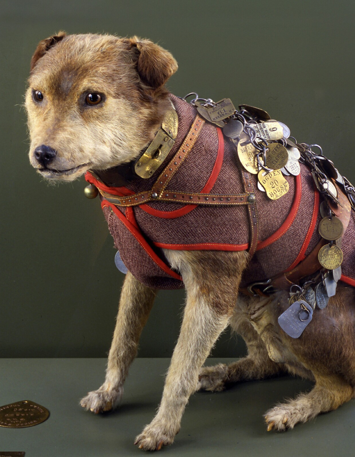Owney the Post Office Dog