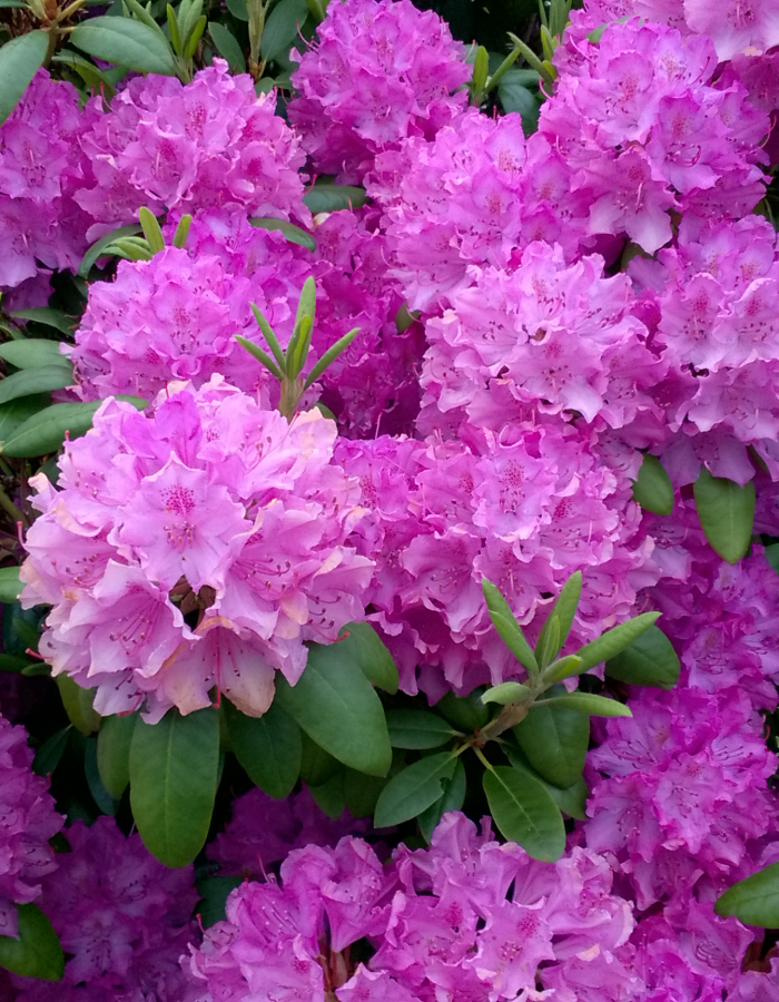 Rhododendron plant