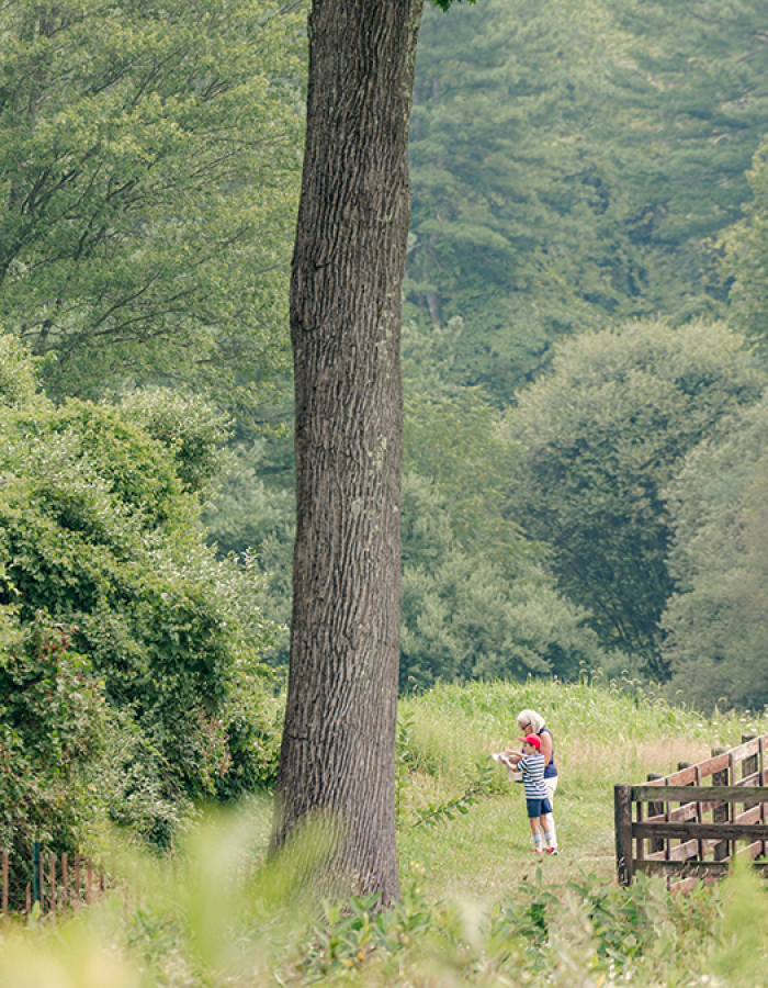 Summer Stroll