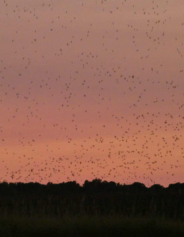 Guided Kayaking Tour: Tree Swallow Migration: Naturalist Led, All Equipment Included