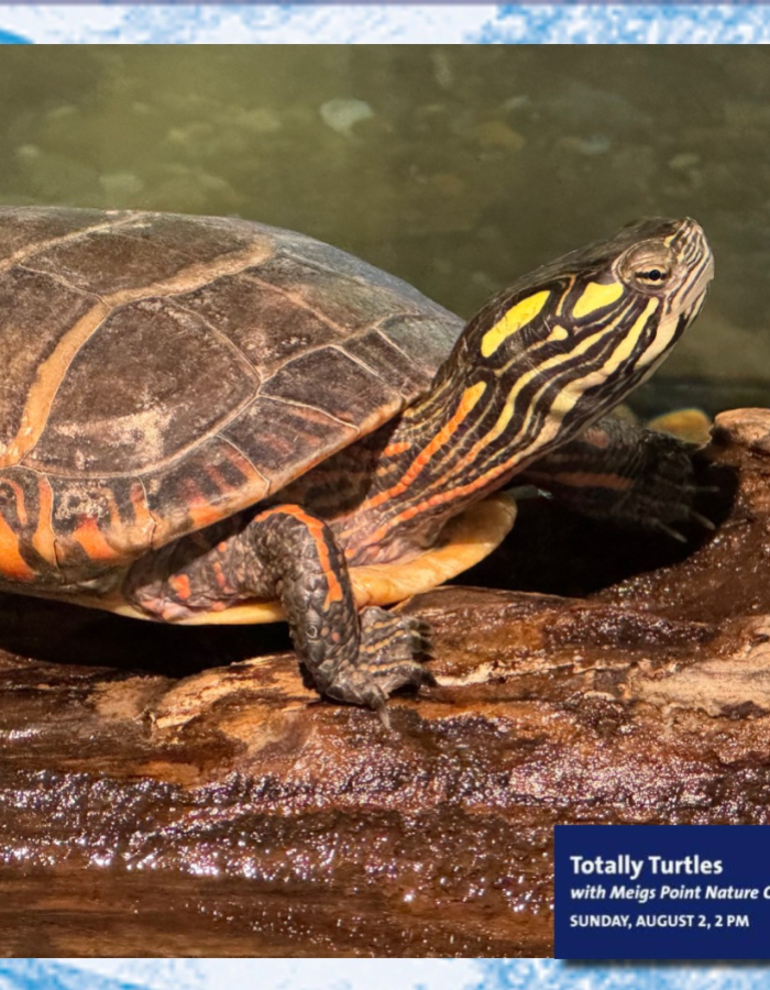 A turtle on a log. 