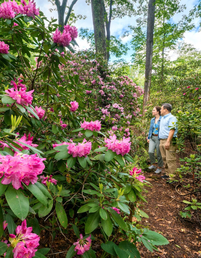 Two people looking at bright flowers at the Bartlett Arboretum in Stamford, CT