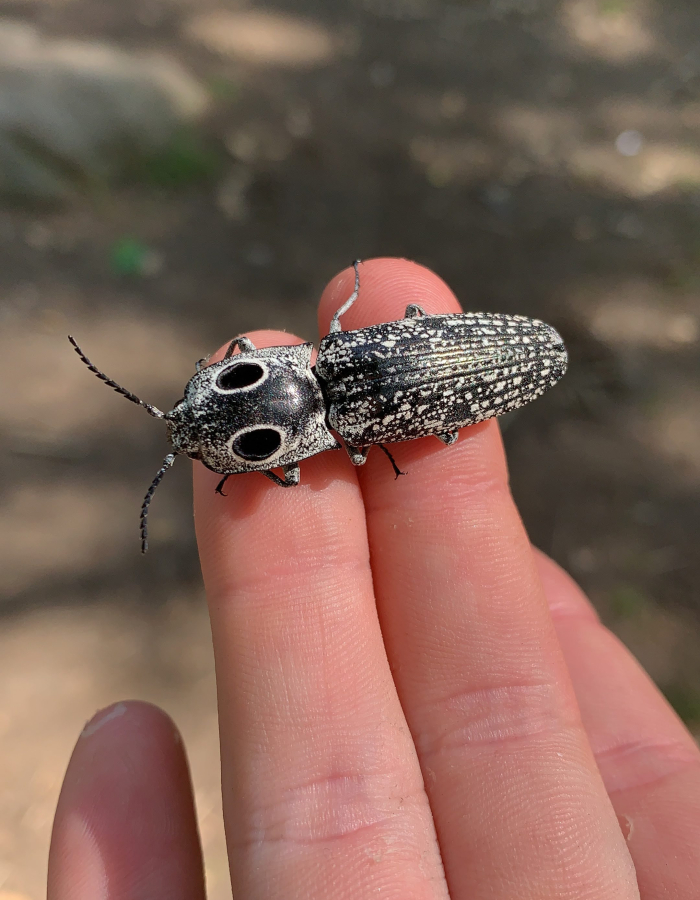 This gorgeous beatle confuses predators with huge black circles on the back of its back to resemble eyes.