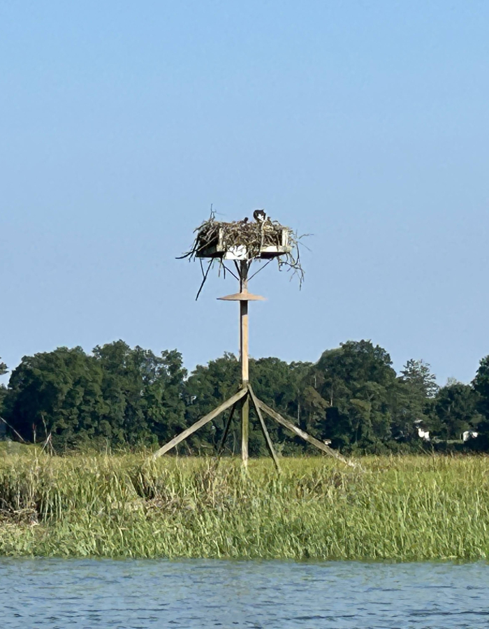 Guided Kayaking tour of East River Marsh Guilford