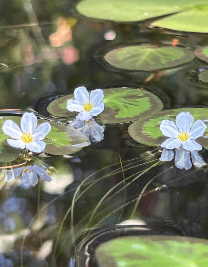 Guided Kayaking Tour: Successional Pond during Summersweet Bloom. Beginner Friendly, all equipment included. Westbrook CT