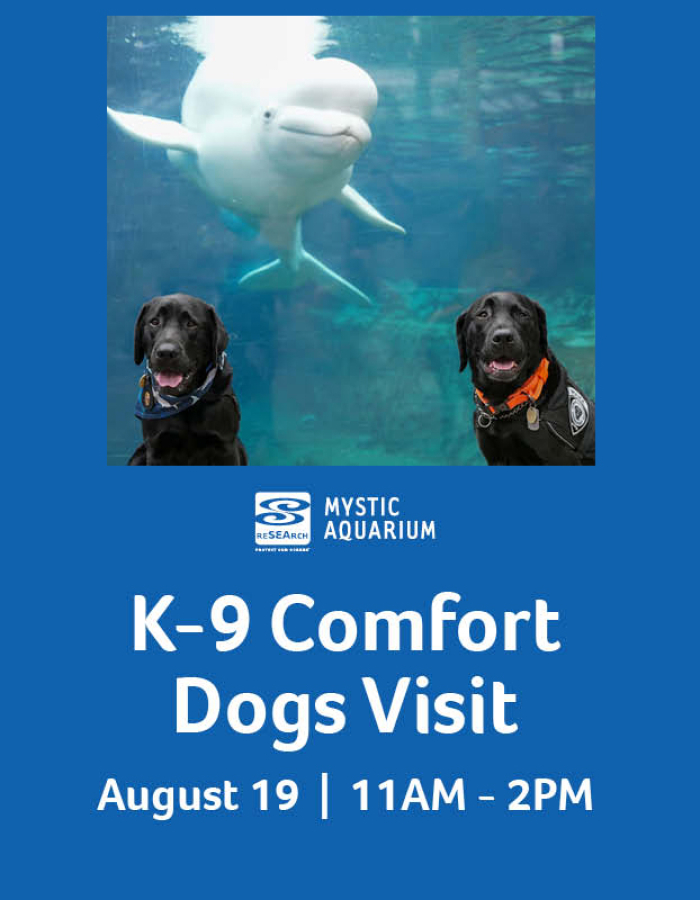 K9 Comfort Dogs visit Mystic Aquarium