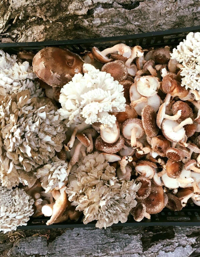 A variety of foraged mushrooms.