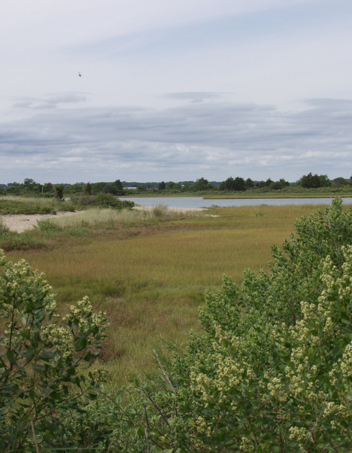 Through the brush at Bluff Point, we can see wetlands, dunes, and water on a cloudy day.