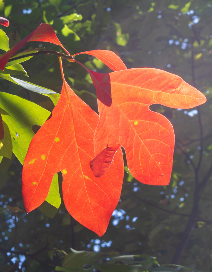 Leaf Peeping Guided Kayaking Tour, Beginner Friendly, All Equipment Included. Westbrook CT