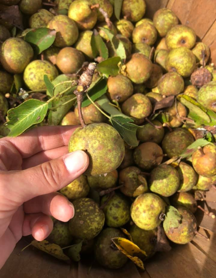 A bucket of crab apples freshly pruned from the tree.