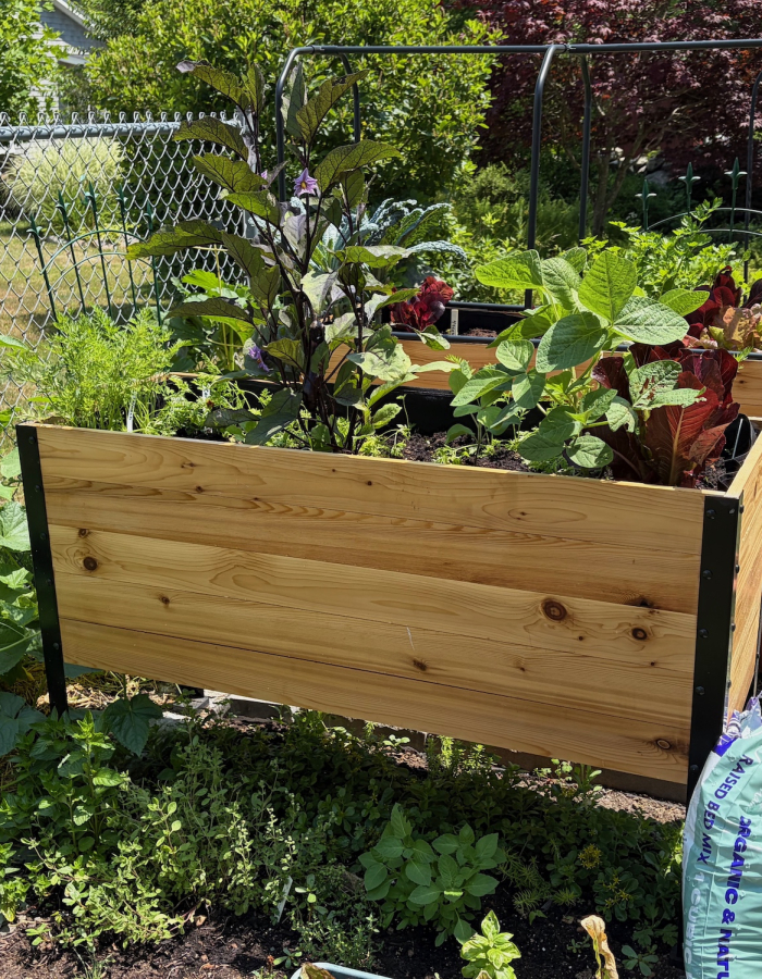 Raised bed gardens in a backyard. 