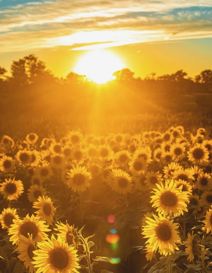 sun rising over sun flowers
