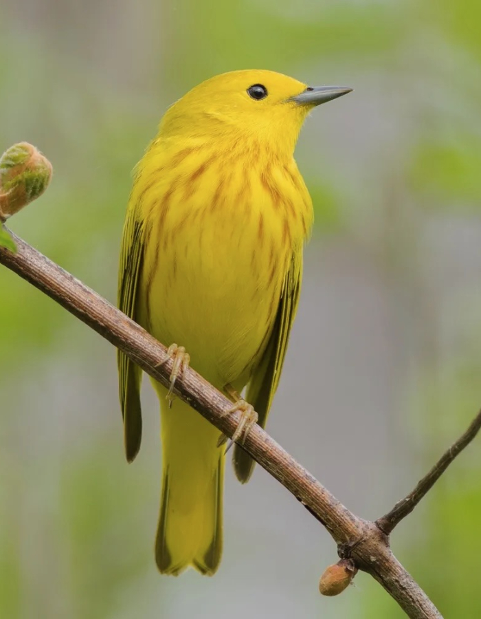 a bird 