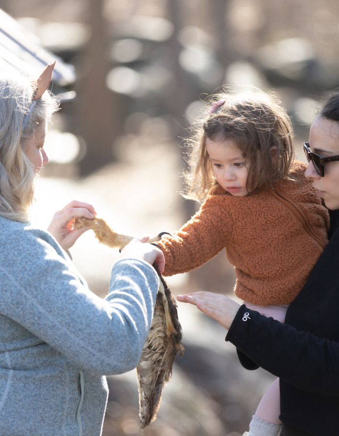 An educator shows an animal skin to a child and their caregiver.