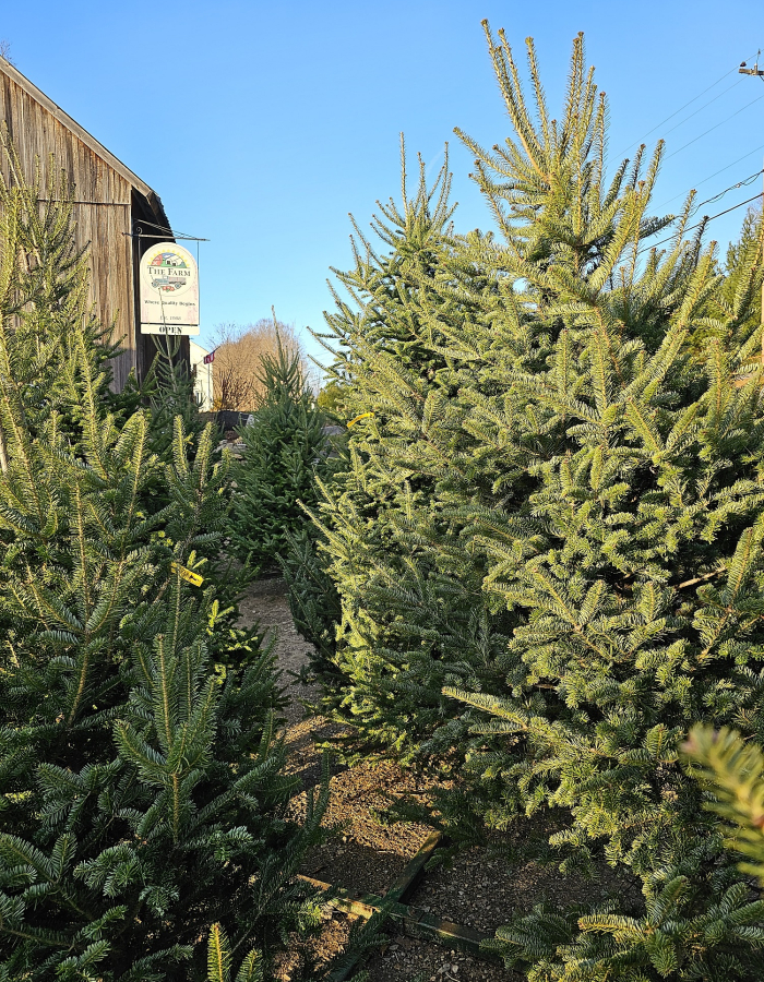 Christmas Trees For Sale
