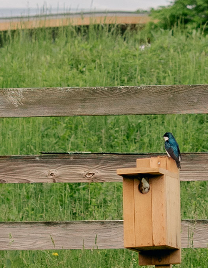 Bird Watching 