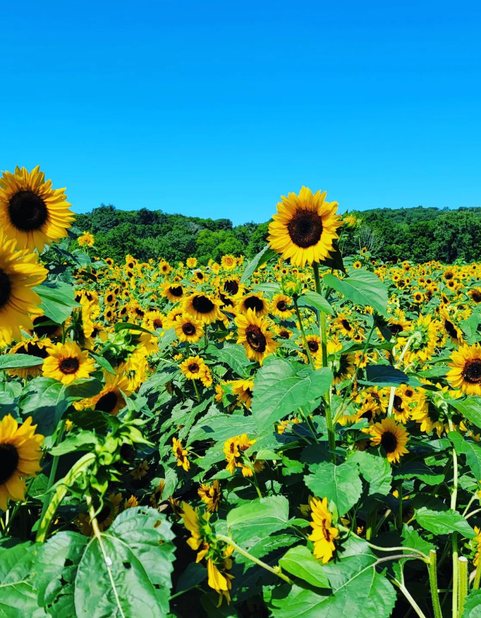 Sunflowers at The Farm