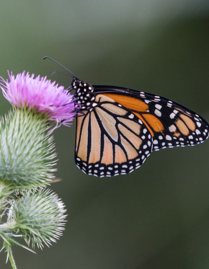 A monarch butterfly perches on a flower 