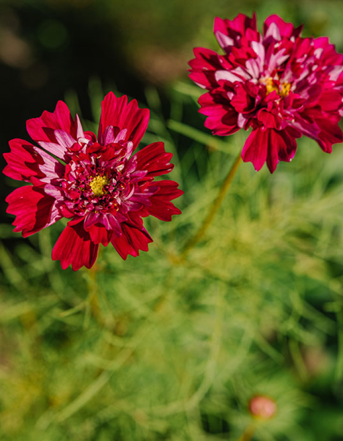 Backyard Blossom
