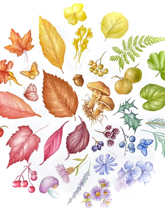 A color wheel full of leaves